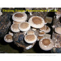 Organic shiitake planting base,high-quality Lentinus edodes(shiitake )polysaccharide